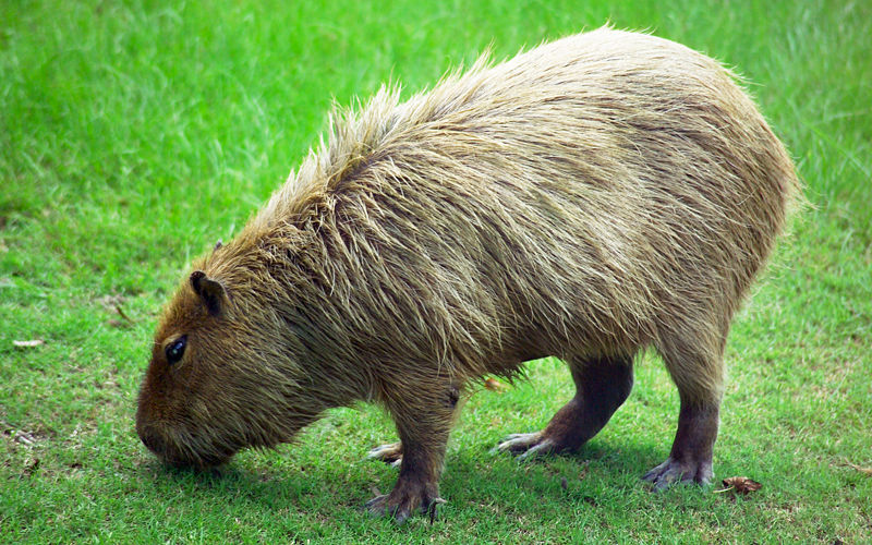 800px-Capybara_Hattiesburg_Zoo__70909b-42__2560x1600.jpg