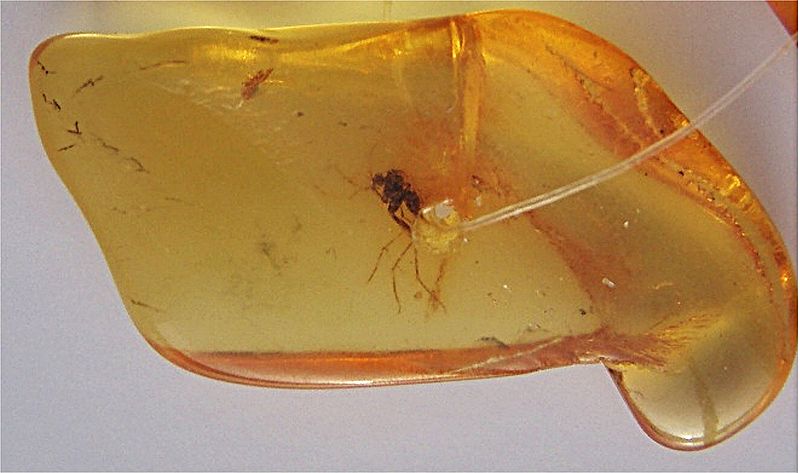 800px-Mosquito_in_amber.jpg