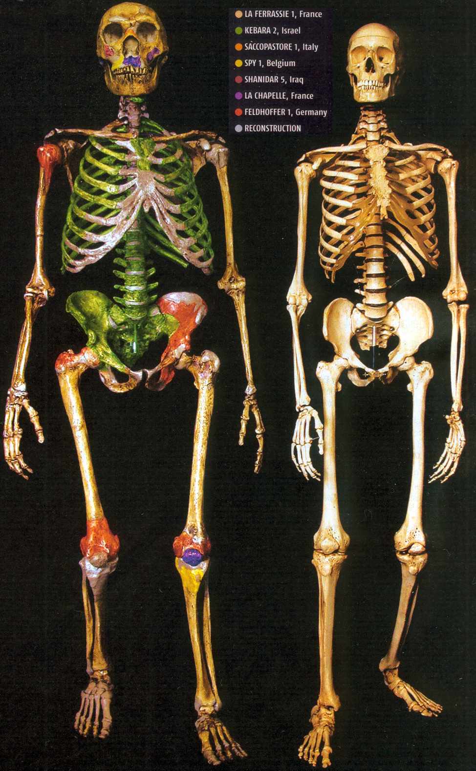 neanderthalsapiens.jpg